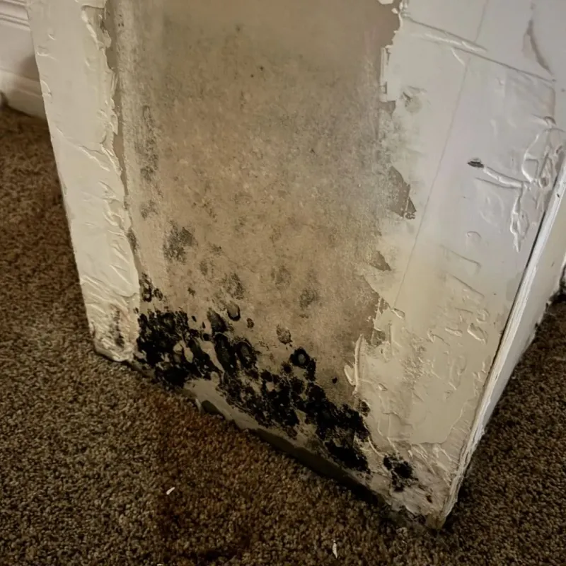 Professional Mold Removal in Dyersville, IA